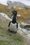 Rock cormorant, Phalacrocorax magellanicus,