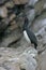 Rock cormorant, Phalacrocorax magellanicus,