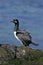 Rock cormorant, Phalacrocorax magellanicus,