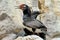 Rock Cormorant (Phalacrocorax magellanicus)