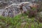 Rock covered in lichen in forest