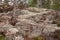 Rock covered in lichen in forest