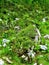 Rock covered with vegetation and white mountain avens (Dryas octopetala)