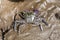Rock crab - Metopograpsus frontalis latifrons