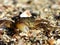 Rock crab on pebble beach