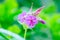 Rock Cranes-Bill Hardy Geranium, Wild Geranium In the garden