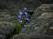 On a rock in a crevice, a beautiful flowe