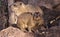 Rock Dassie