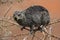 Rock Dassie