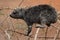 Rock Dassie