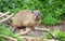 Rock dassie