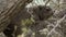 A Rock Dassie hiding in a bush