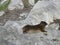 Rock Dassie seen in Western Cape