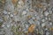 Rock and dead leaves on sandy floor background.