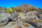 Rock desert landscape in California, yucca, cacti and desert plants in the foreground