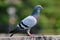 Rock Dove