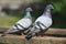 Rock Dove