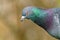 Rock Dove (Columba livia) close-up portrait showing irridescent green and purple on it's neck, taken in London