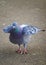 Rock dove Columba livia or common pigeon or feral pigeon in Kelsey Park, Beckenham, London