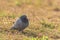 Rock dove - Columba livia - a popular medium-sized bird with grayish plumage sits on the green grass and rests