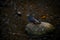 Rock dove or common pigeon Columba livia bird on stone in  river