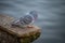 Rock dove or common pigeon or feral pigeon with lake behind