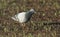 A Rock dove or Feral pigeons Columba livia searching for food in a newly growing crop field.