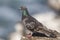 Rock Dove perched on a rock overlooking the Pacific Ocean - San