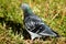 Rock Dove, Pigeon, Columba livia