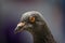 The rock dove, rock pigeon, or common pigeon Columba livia is a member of the bird family Columbidae doves and pigeons