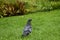 Rock Dove - Rock Pigeon - Nature