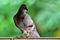 Rock Dove (Rock Pigeon) sitting on a fence