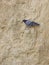Rock Dove on vertical rock wall