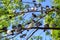 Rock doves or common pigeons sitting in a tree