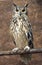 Rock Eagle Owl