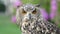 Rock Eagle Owl