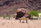 The rock `El Sapo`, `the frog` in Cafayate, Argentina