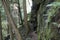 Rock face with trees and ferns, Conkles Hollow Nature Preserve