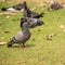 Rock feral pigeon doves resting