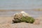 Rock filled with barnacle and moss on the beach