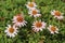 `Rock Fleabane` flower - Erigeron Scopulinus