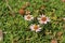 `Rock Fleabane` flower - Erigeron Scopulinus