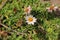 `Rock Fleabane` flower - Erigeron Scopulinus