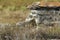 Rock form home to pika in Rockyview county