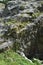 Rock formation, Mendip hills.