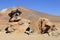 Rock formation in Uyuni, Bolivia known as Arbol de Piedra