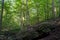 Rock formation in the woods show trees growing on geological strata