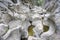 rock formations of cavernous form belonging to the source of the river Alviela where it is possible to watch the water flow.