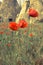 Rock formations and flowers of Cappadocia