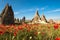 Rock formations and flowers of Cappadocia